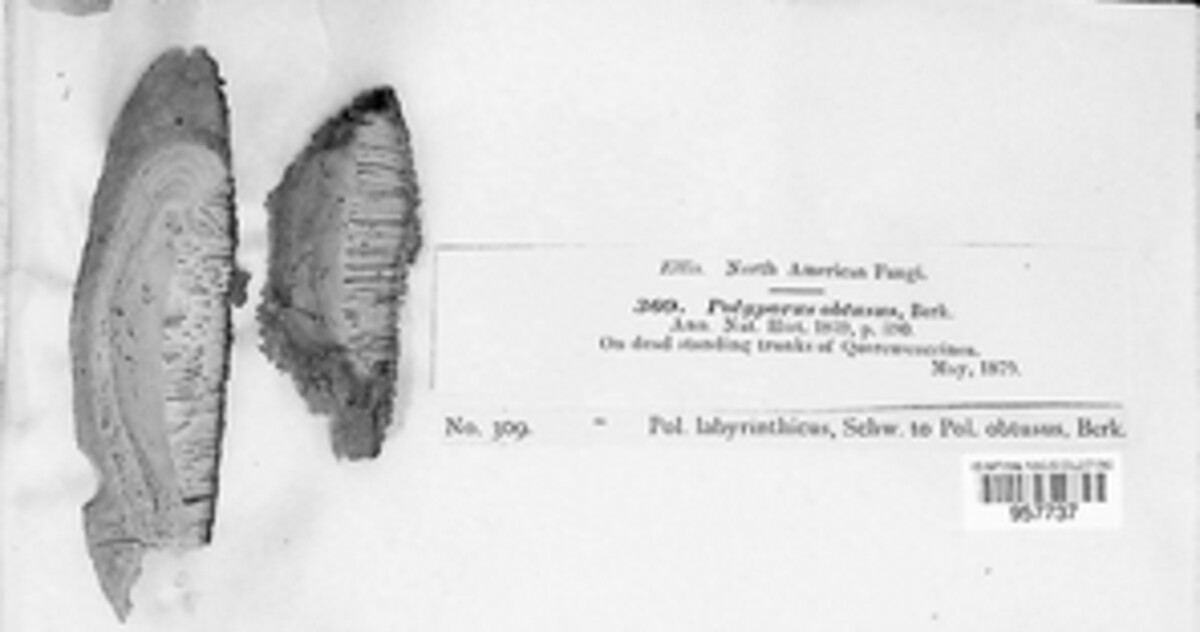 Polyporus obtusus image